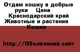 Отдам кошку в добрые руки. › Цена ­ 1 - Краснодарский край Животные и растения » Кошки   